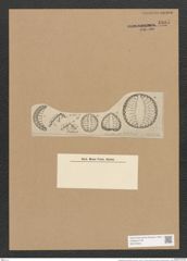 Campylodiscus thuretii Breb. (de-Toni-Nr.: Genus 57, Species 2482) Zeichnungen Sammlung Grunow Nr. 4985 (NHMW-BOT-W0373224)
